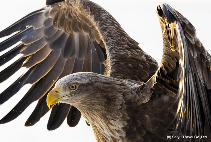 Eagle-san