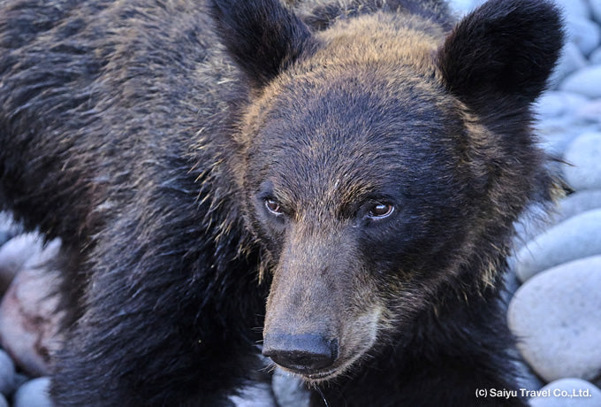 Bear-san